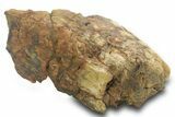 Partial Triceratops Partial Nose Horn (Epinasal) - Wyoming #377964-2